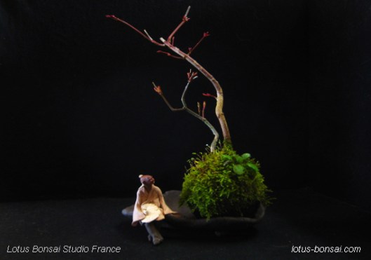 lotus bonsai kokedama