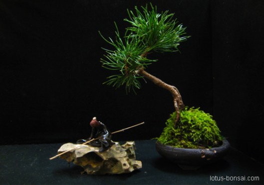 Pinus uncinata, 4 years old from seed