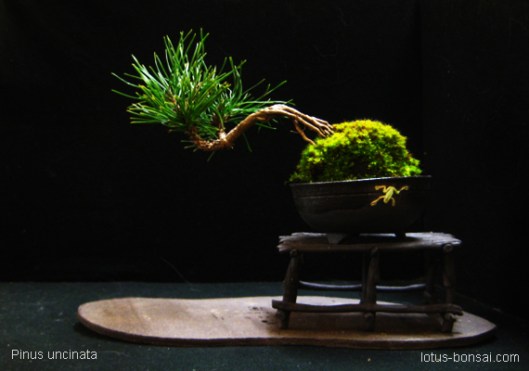 Pinus uncinata, 3 years old, pot 7x7x3cm 