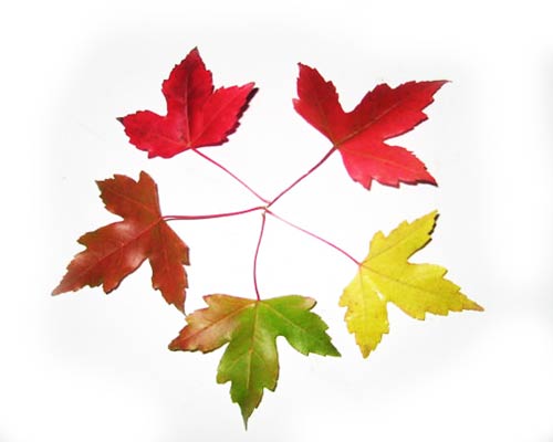 Trident maple bonsai