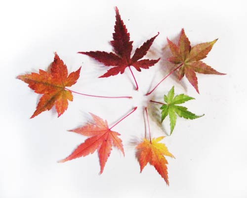 Acer palmatum bonsai penjing