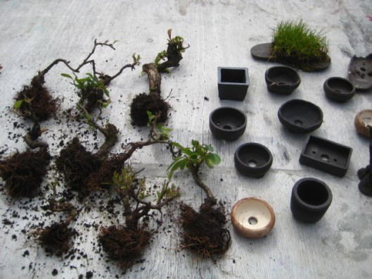 mini bonsai Pyracantha from seedlings, 3 to 7 years old