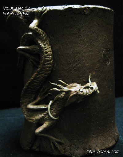 small dragon bonsai pot