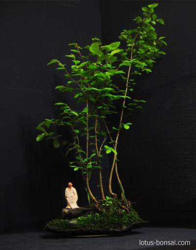 bonsai penjing