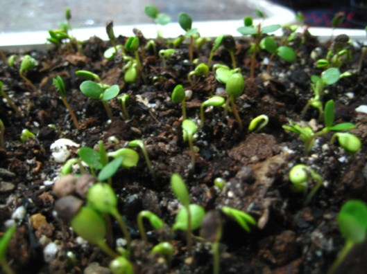 Bonsai from seeds: Malus hupenhensis