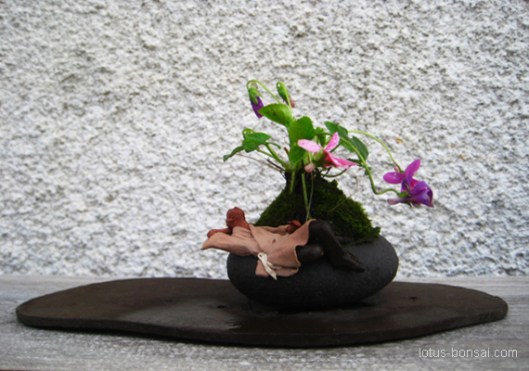 lotus bonsai kokedama studio