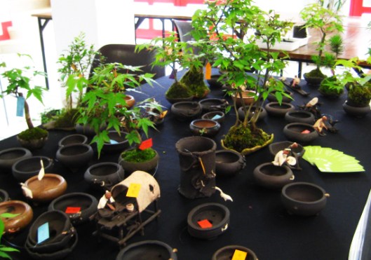 lotus bonsai expo 2013