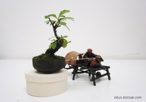 bonsai-mudman-5