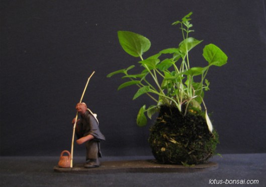 kokedama & mudman figure