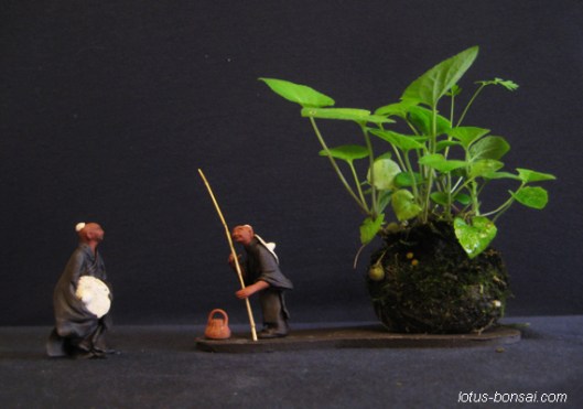 kokedma & mudman bonsai