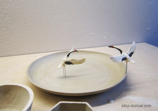 bonsai & penjing ceramics