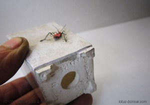 penjing-mini-pot-3