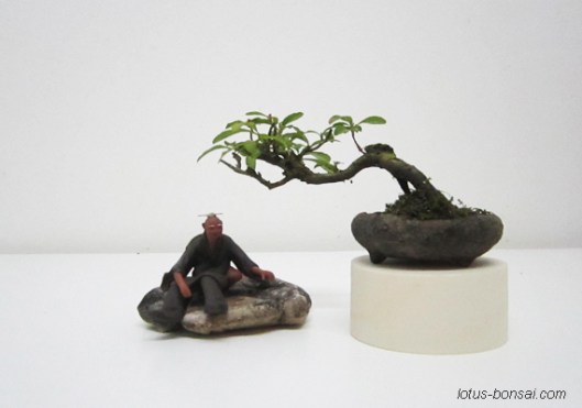 bonsai mudman