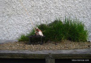 pecheur-figurine-bonsai