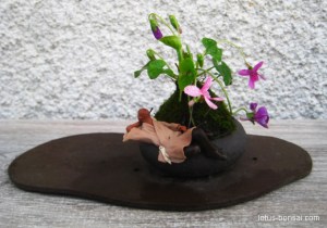 pensee-kokedama-bonsai