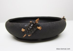 bonsai-pot-turtle-tortue-2