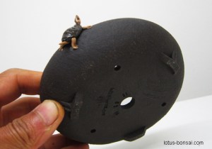 bonsai-pot-turtle-tortue-5