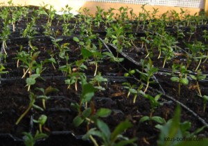 ccognassier-de-Chine-bonsai-jeunes-plants