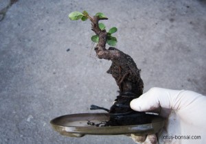pyracantha-bonsai-lotus-studio-2