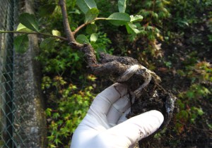 pyracantha-bonsai-lotus-studio4