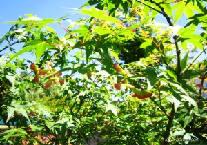 erable-bonsai-graines-marcottage-1