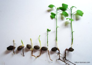 gingko-bonsai-lotus-bonsai