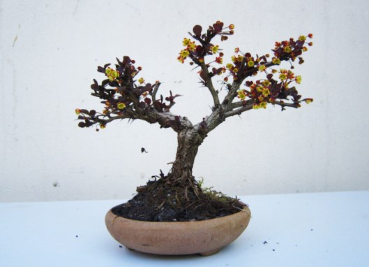 berberis-bonsai-technique-3