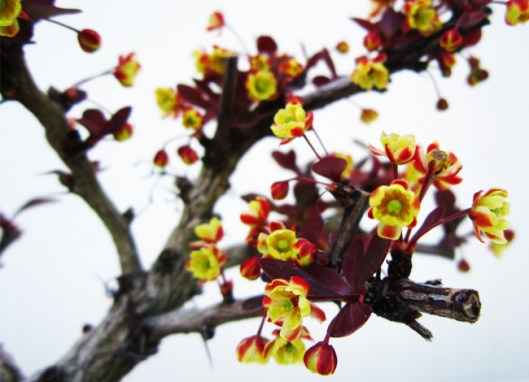 berberis-bonsai-technique-4