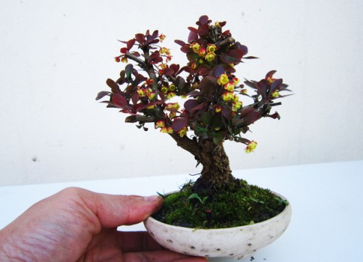 berberis-bonsai-technique-5