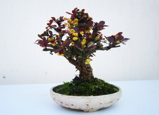berberis-bonsai-technique