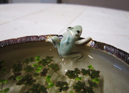 bonsai-pot-grenouille-plant-aquatique-lentille-eau-kusamono