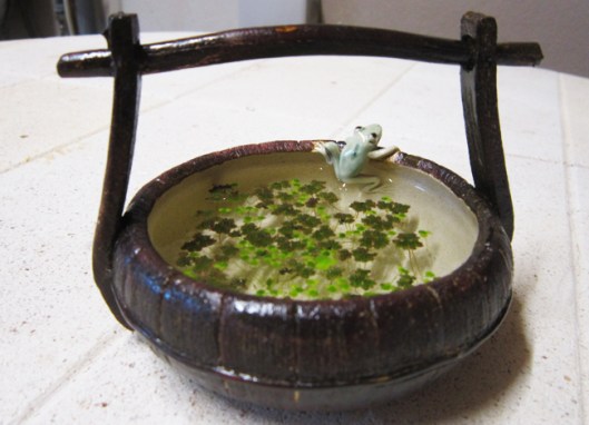 bonsai-pot-grenouille-plant-aquatique-lentille-eau