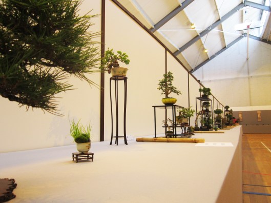 lotus-bonsai-pots-11