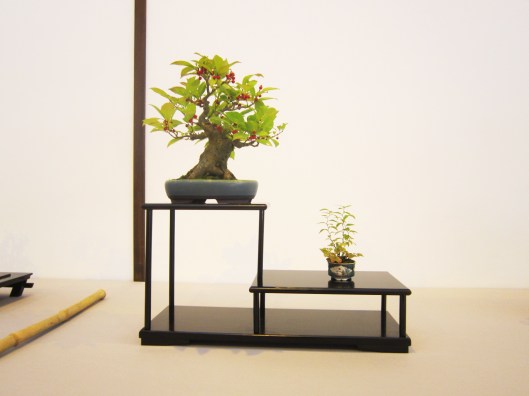 lotus-bonsai-pots-13