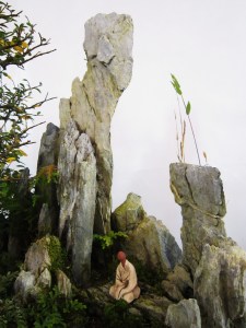 expo bonsai Bruges 2015  lotus bonsai5