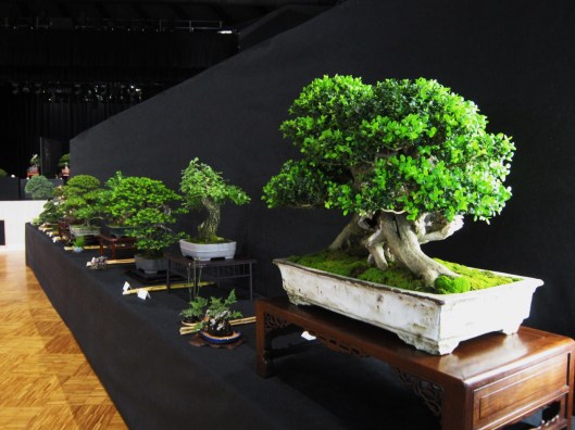 lotus bonsai expo mulhouse 2