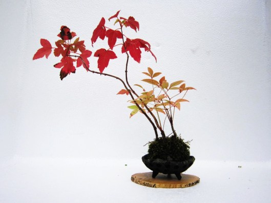 pot kokedama 9