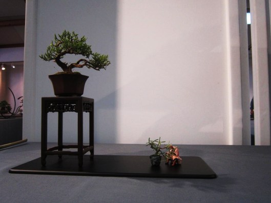 expo-nationale-mame-shohin-bonsai-2016