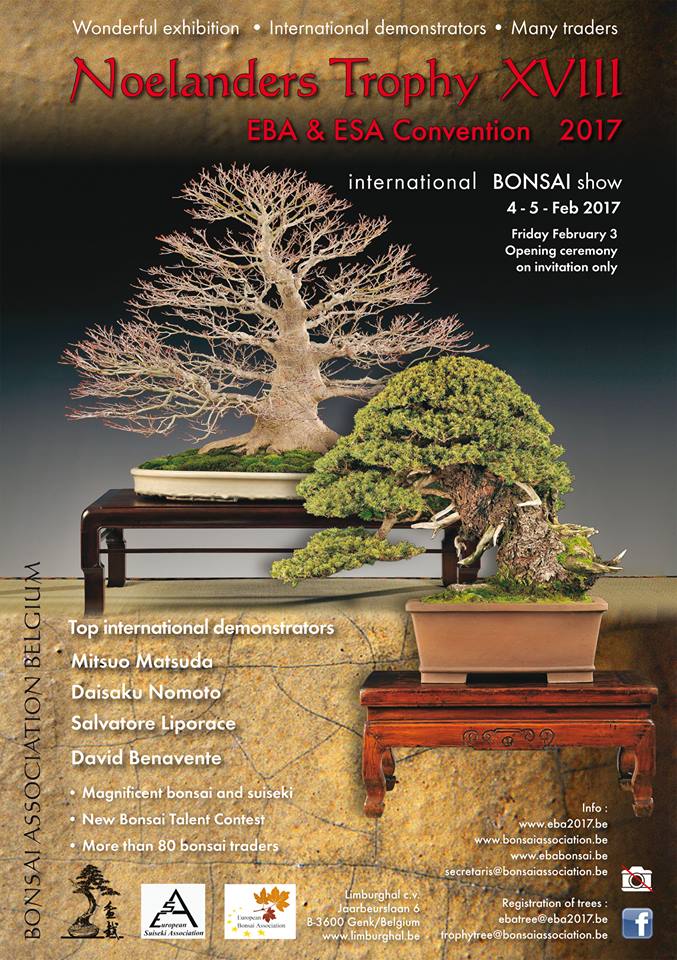 lotu-bonsai-noelanders