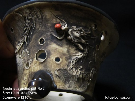 neofinetia-orchide-pot-lotus-bonsai-2b