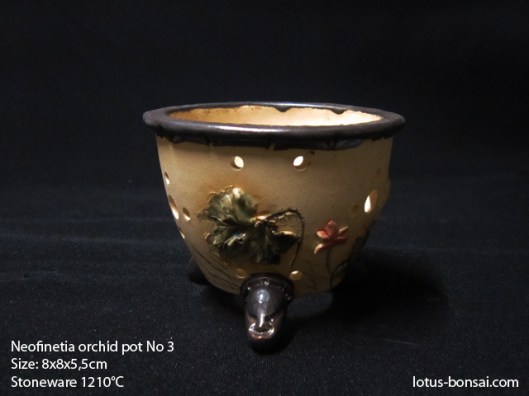 neofinetia-orchide-pot-lotus-bonsai-3