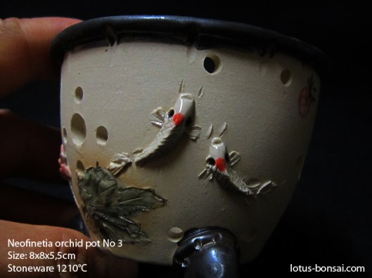 neofinetia-orchide-pot-lotus-bonsai-3b