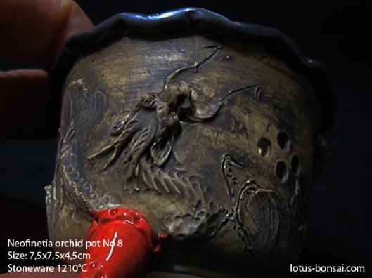 neofinetia-orchide-pot-lotus-bonsai-8b