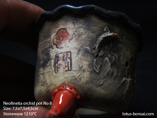 neofinetia-orchide-pot-lotus-bonsai-8e