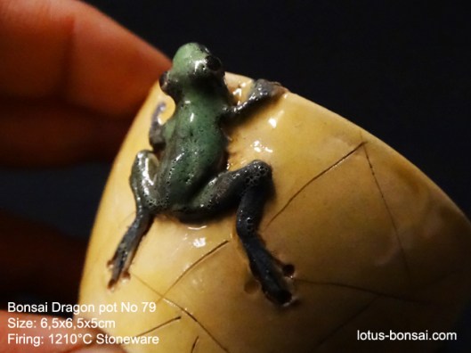 bonsai-grenouille-pot-79d