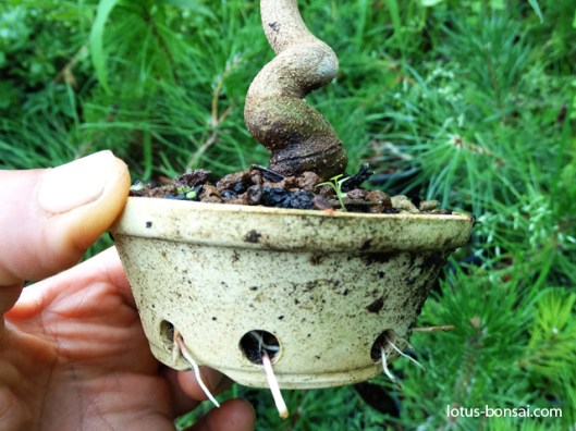 mame-bonsai-production-1