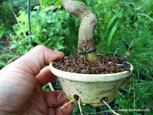 mame-bonsai-production-acer