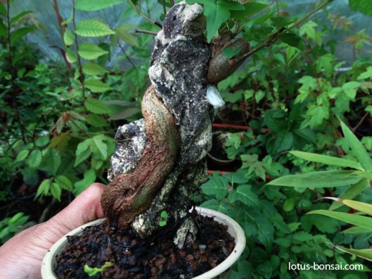 mame-bonsai-production-buerger