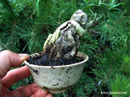 mame-bonsai-production-fusain