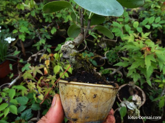 mame-bonsai-production-lilac
